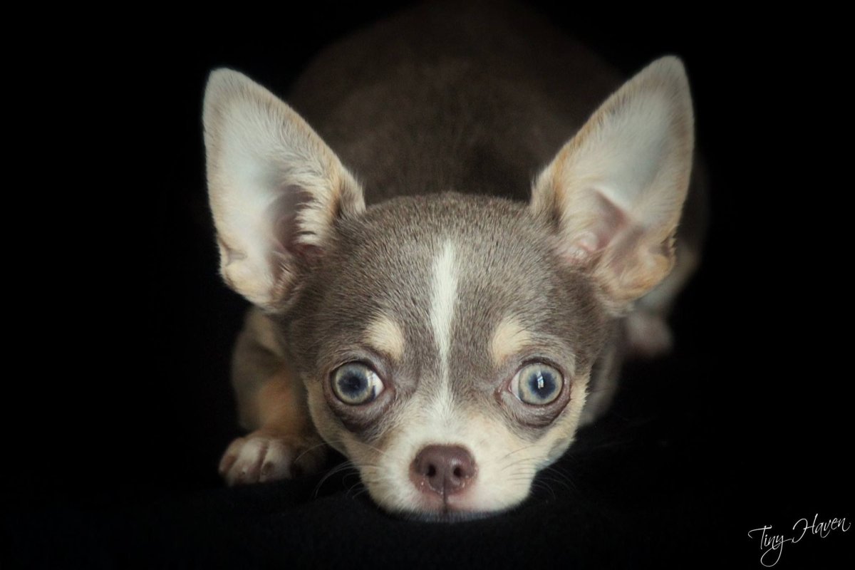 Лиса Джунипер