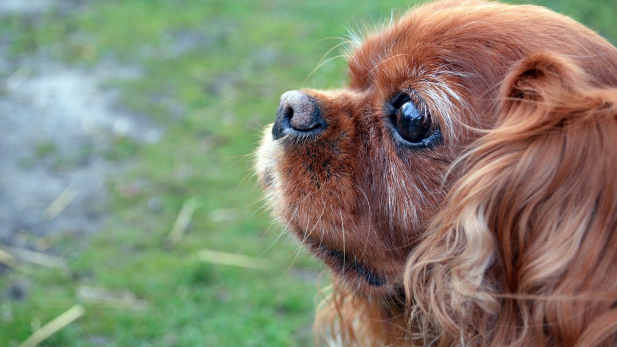 Кинг Чарльз спаниель