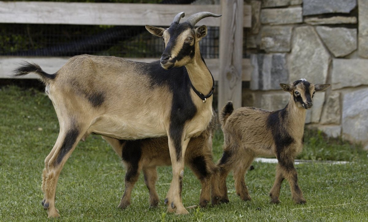 Мурсия Гранада козы