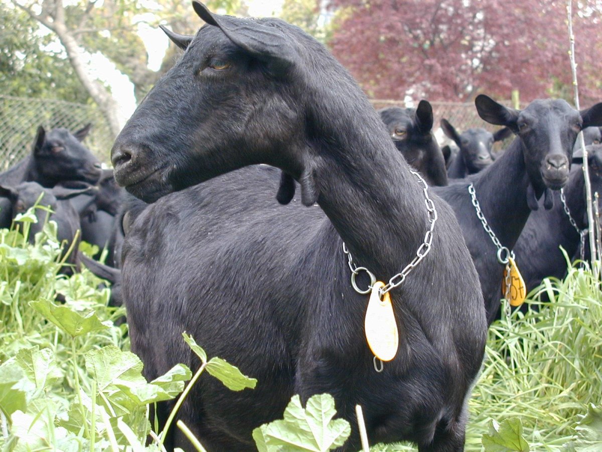 Убегает от козы