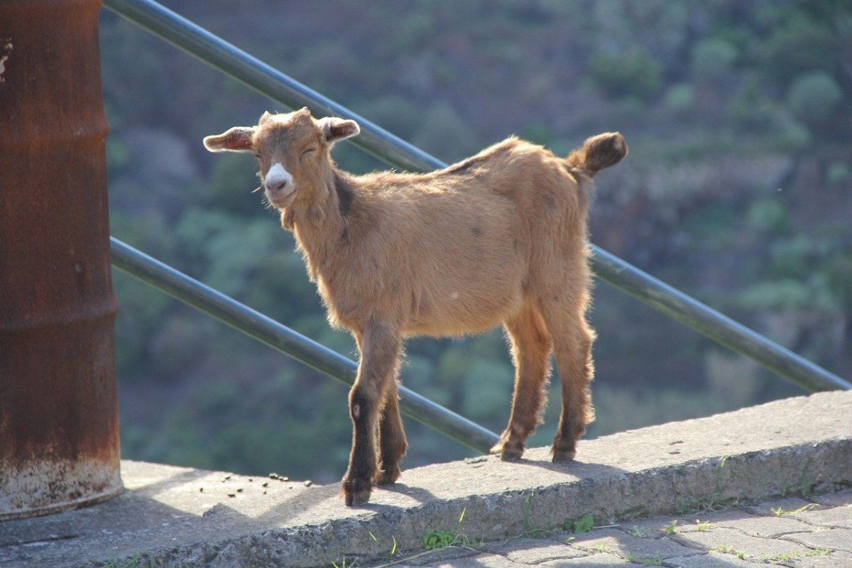 Полосатые козы порода домашняя