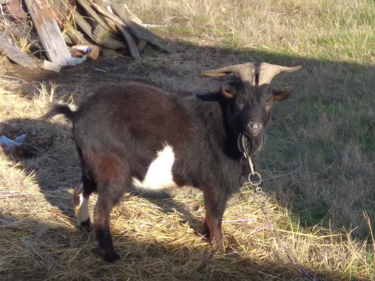 Goat из Португалии