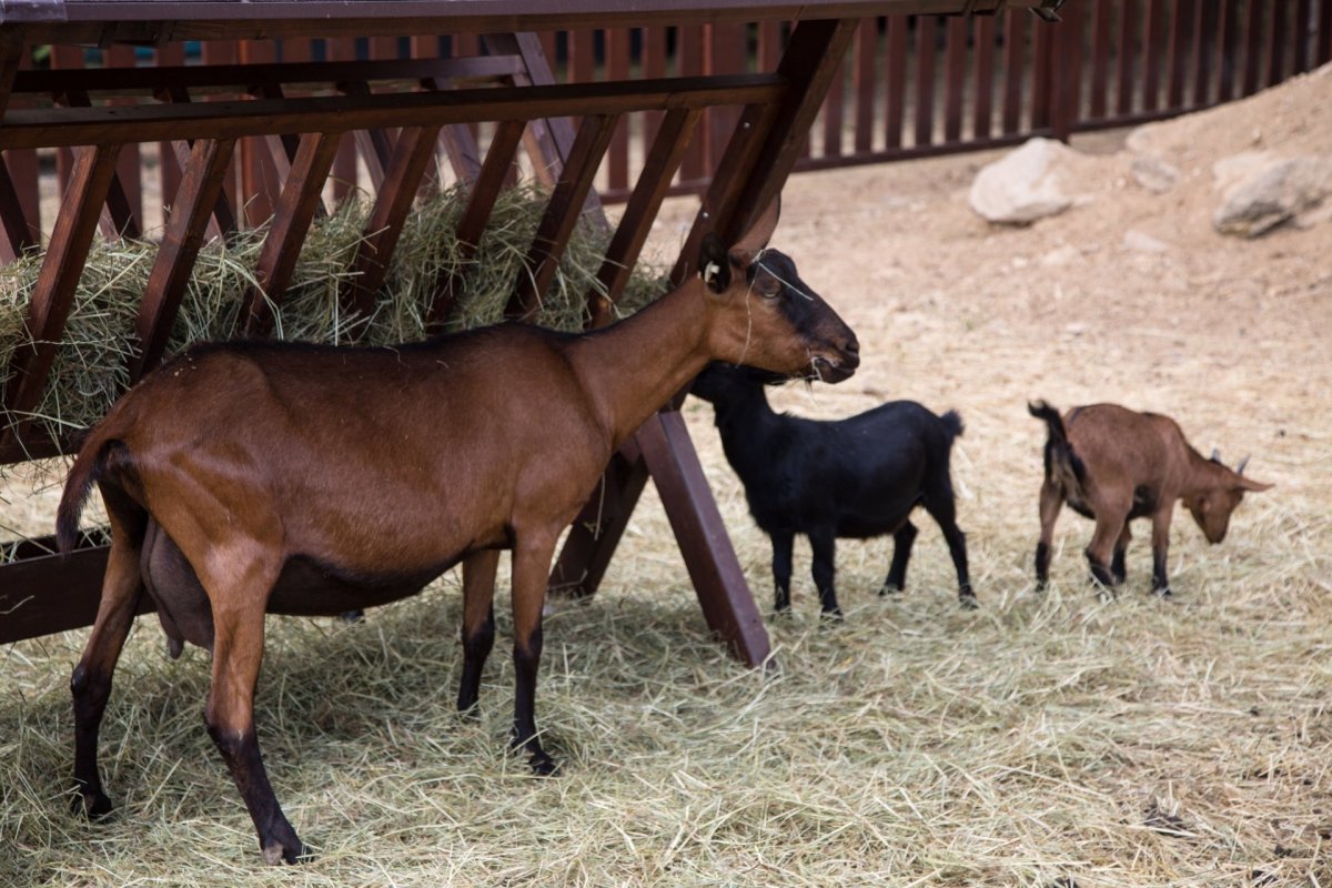 Коза породы Мурсия