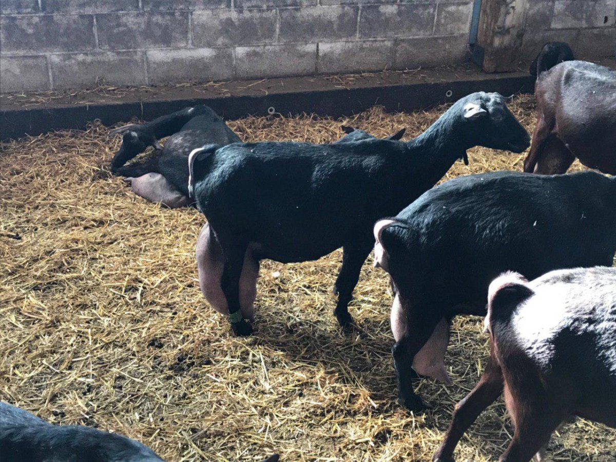 Ущелье козы