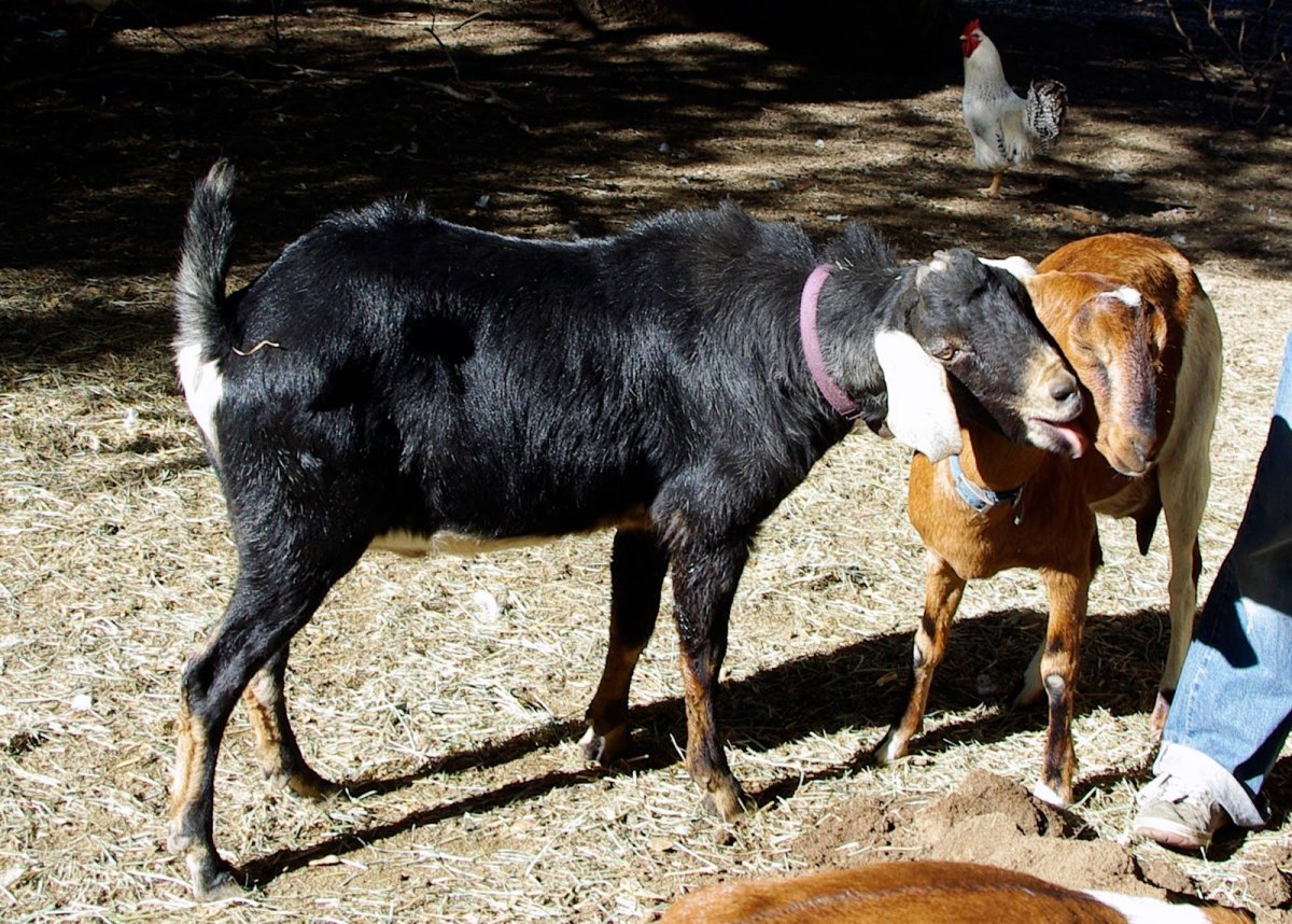 Шотландская коза