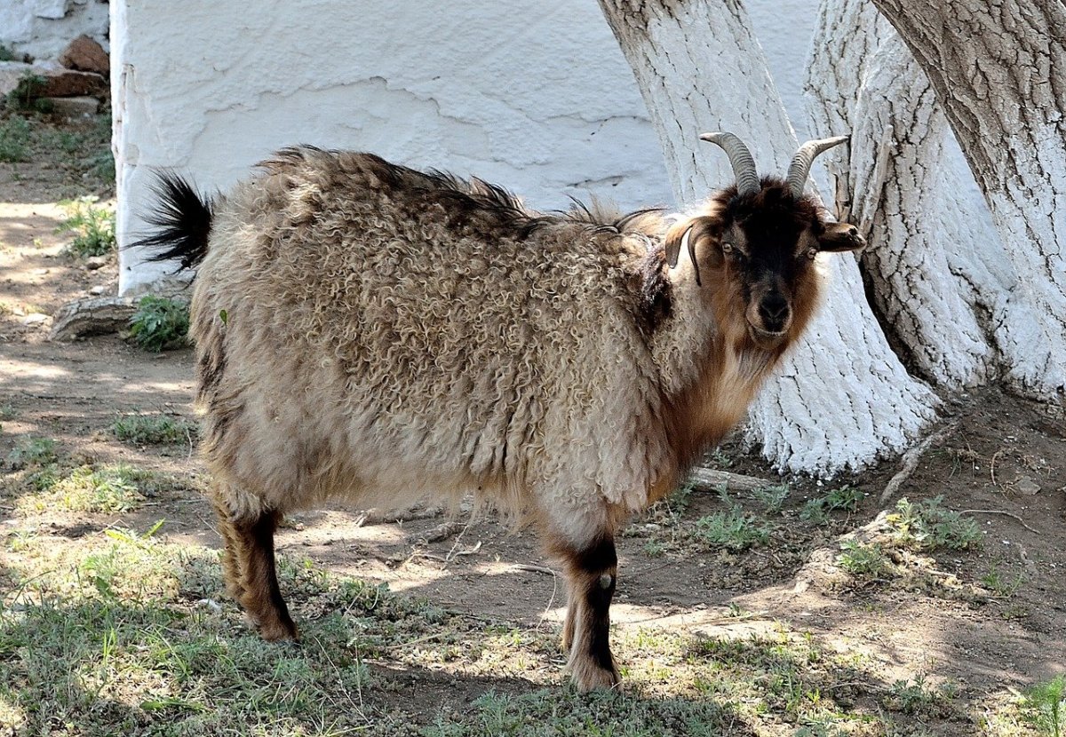 Мурсия Гранада козы