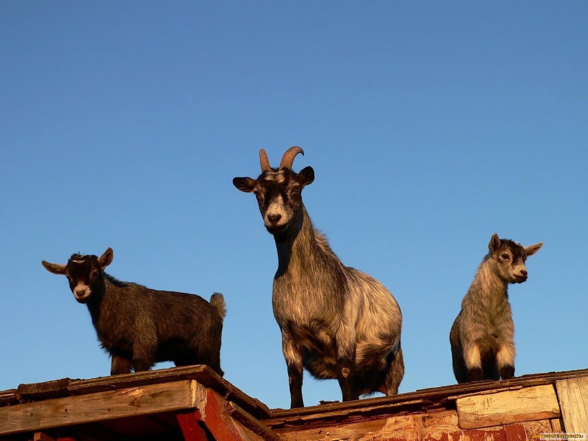 Испанские козы Мурсия Гранада купить