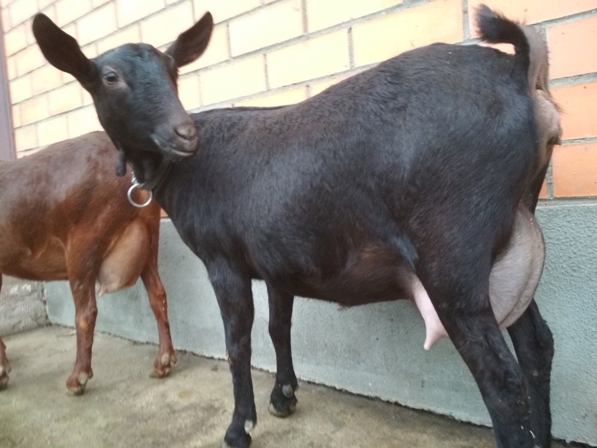 Мурсия Гранада козы