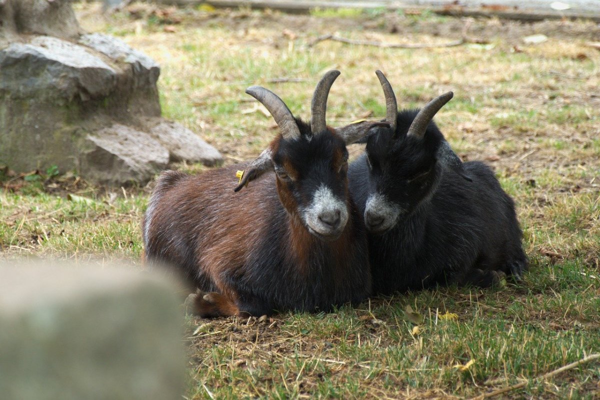 Мурсиано Гранадина порода коз