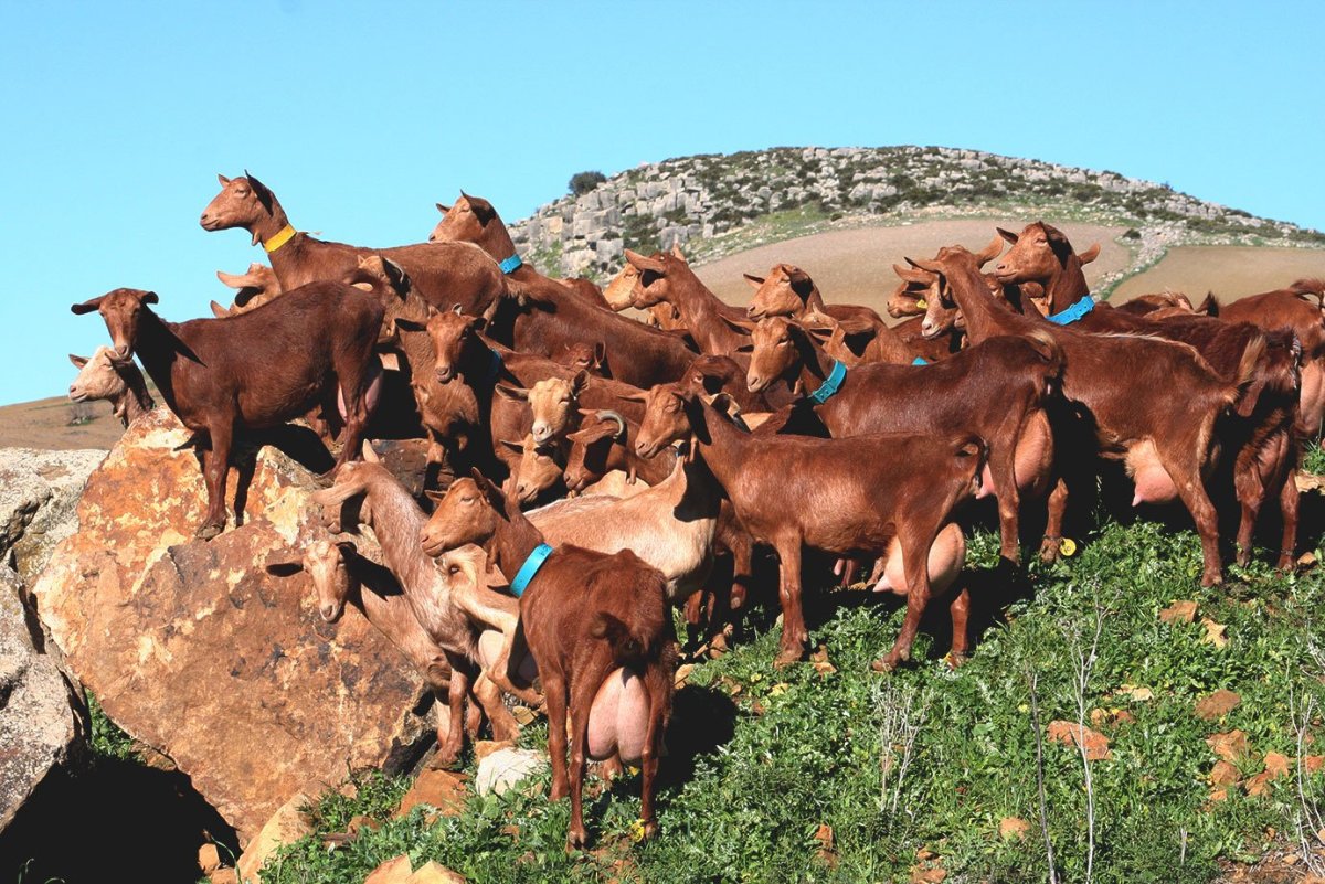 Мурсия Гранада козы