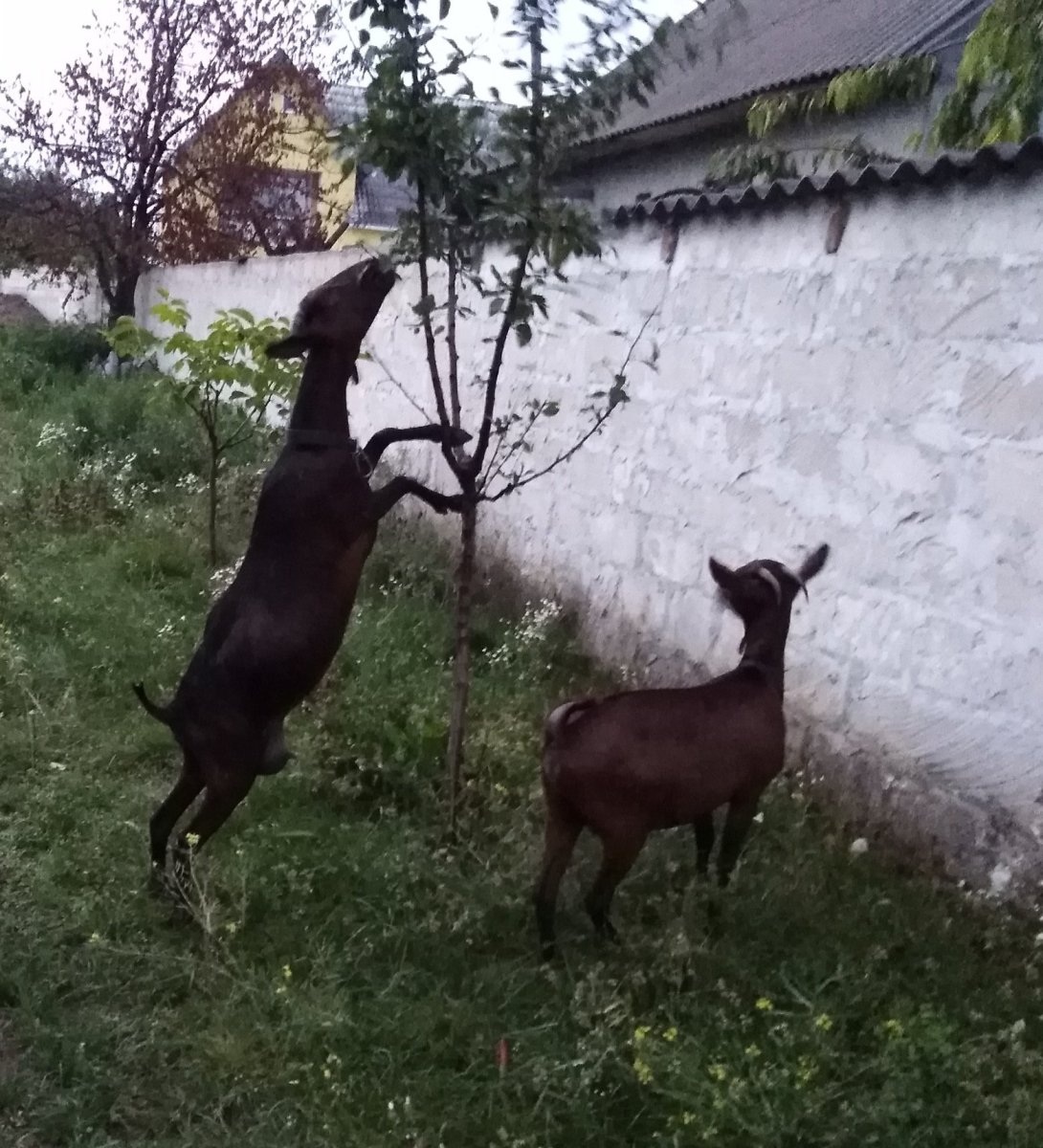 Анатолийская черная коза