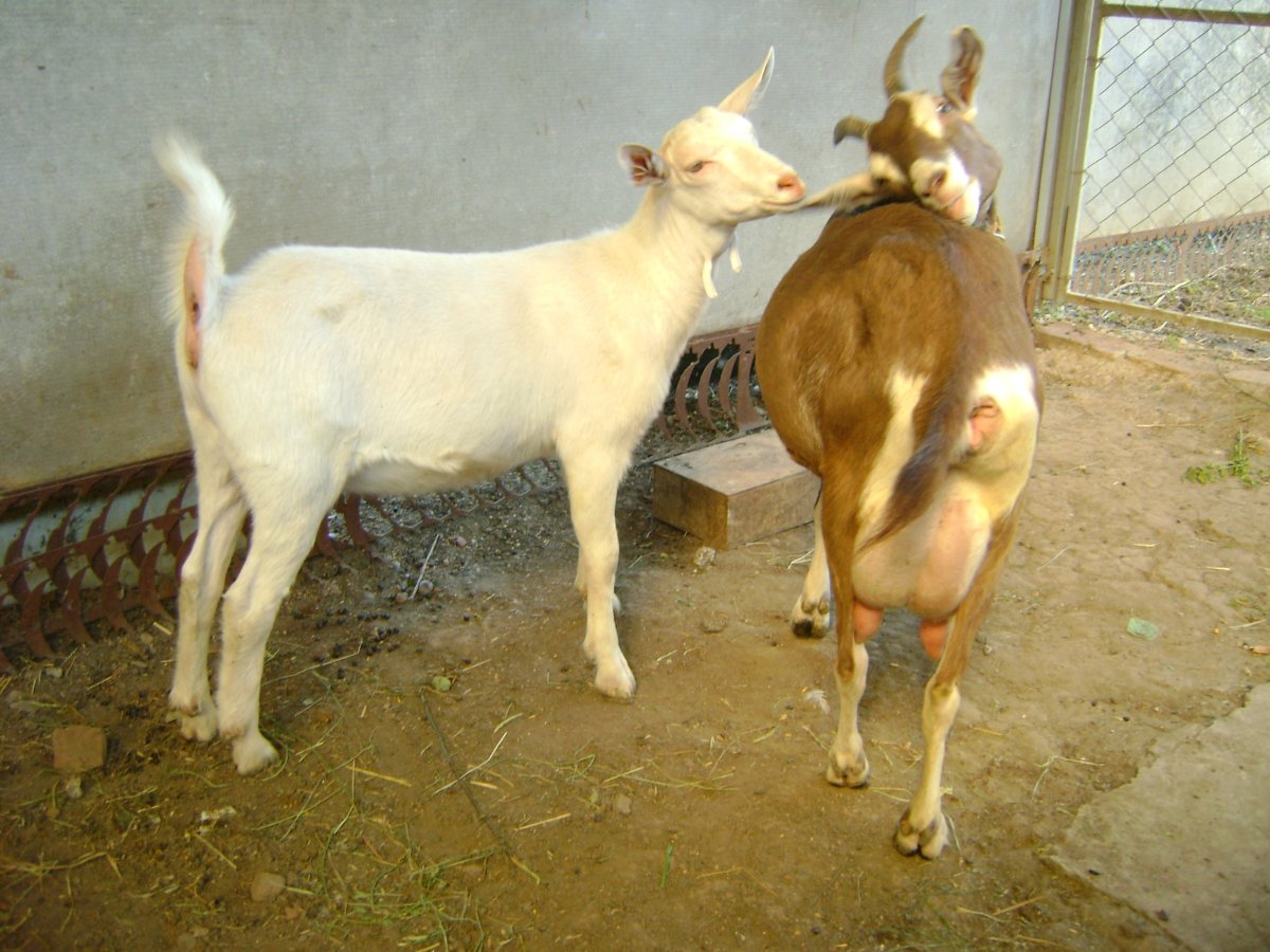 Газон козел