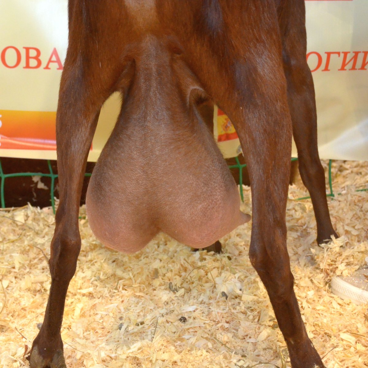 Мурсия Гранада козы