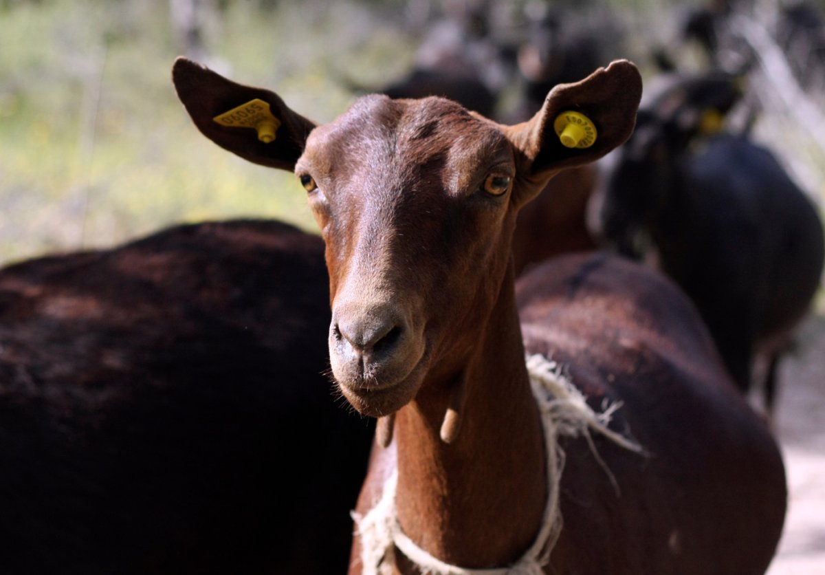 Чёрный козёл