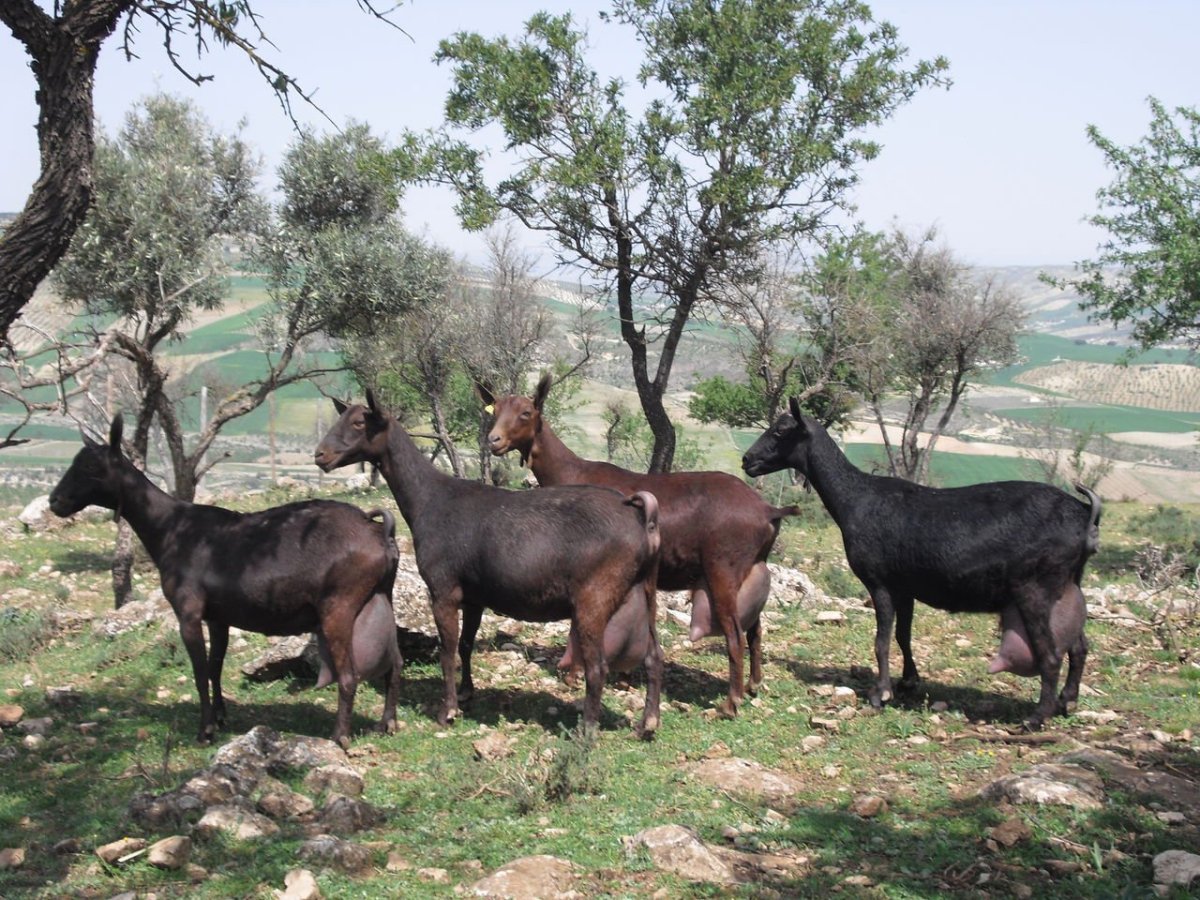 Мурсия Гранада козы