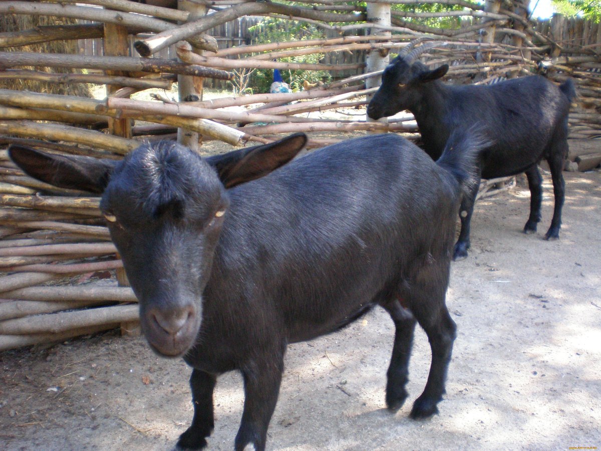 Калахари козы