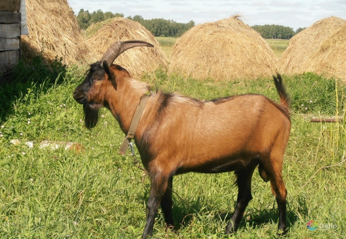 Боевые животные козы