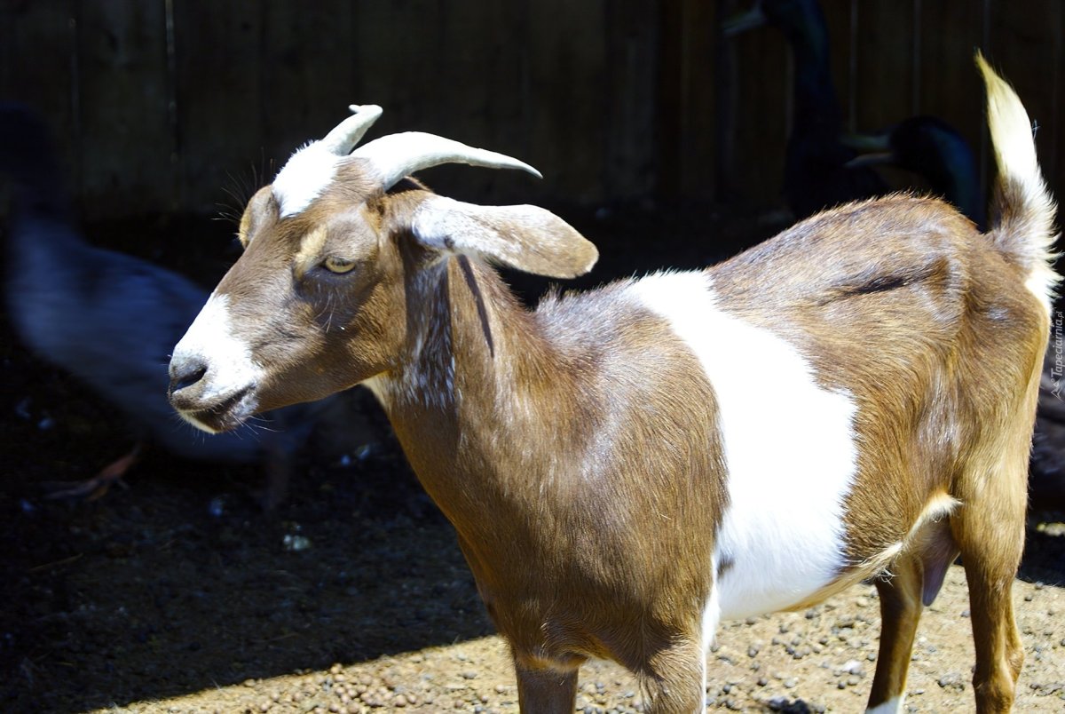 Мурсия Гранада козы