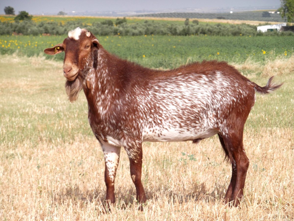 Мурсия Гранада козы