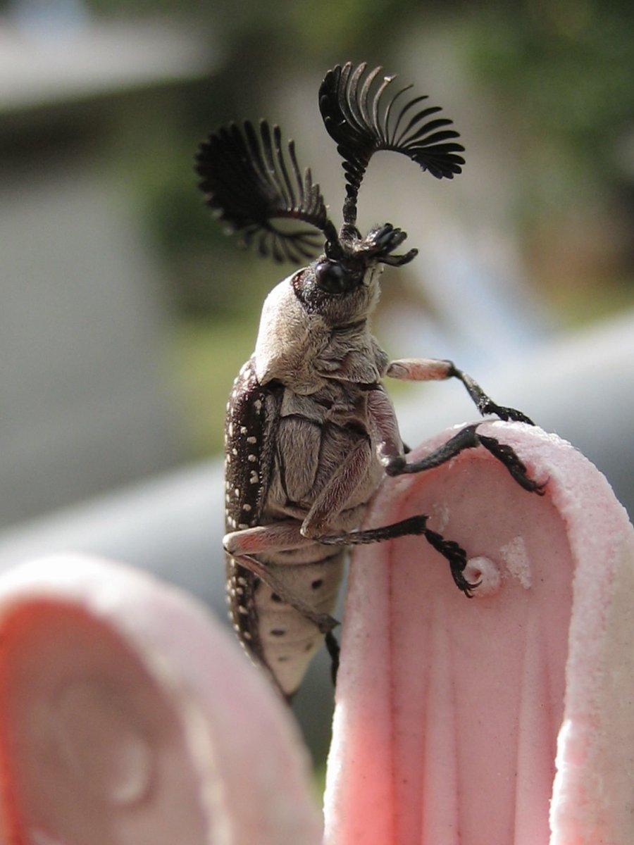 Жук веероус