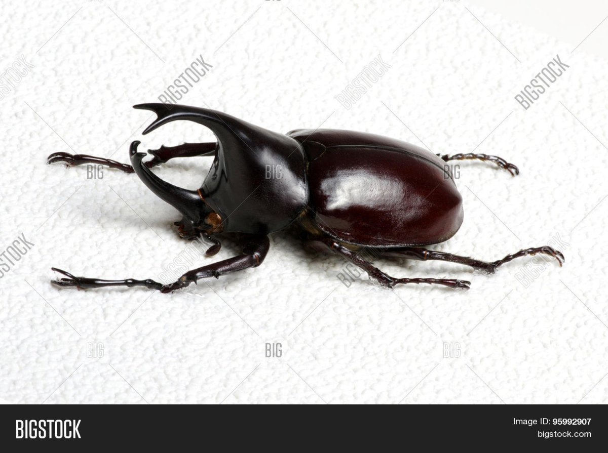 Жук олень и Жук Геркулес