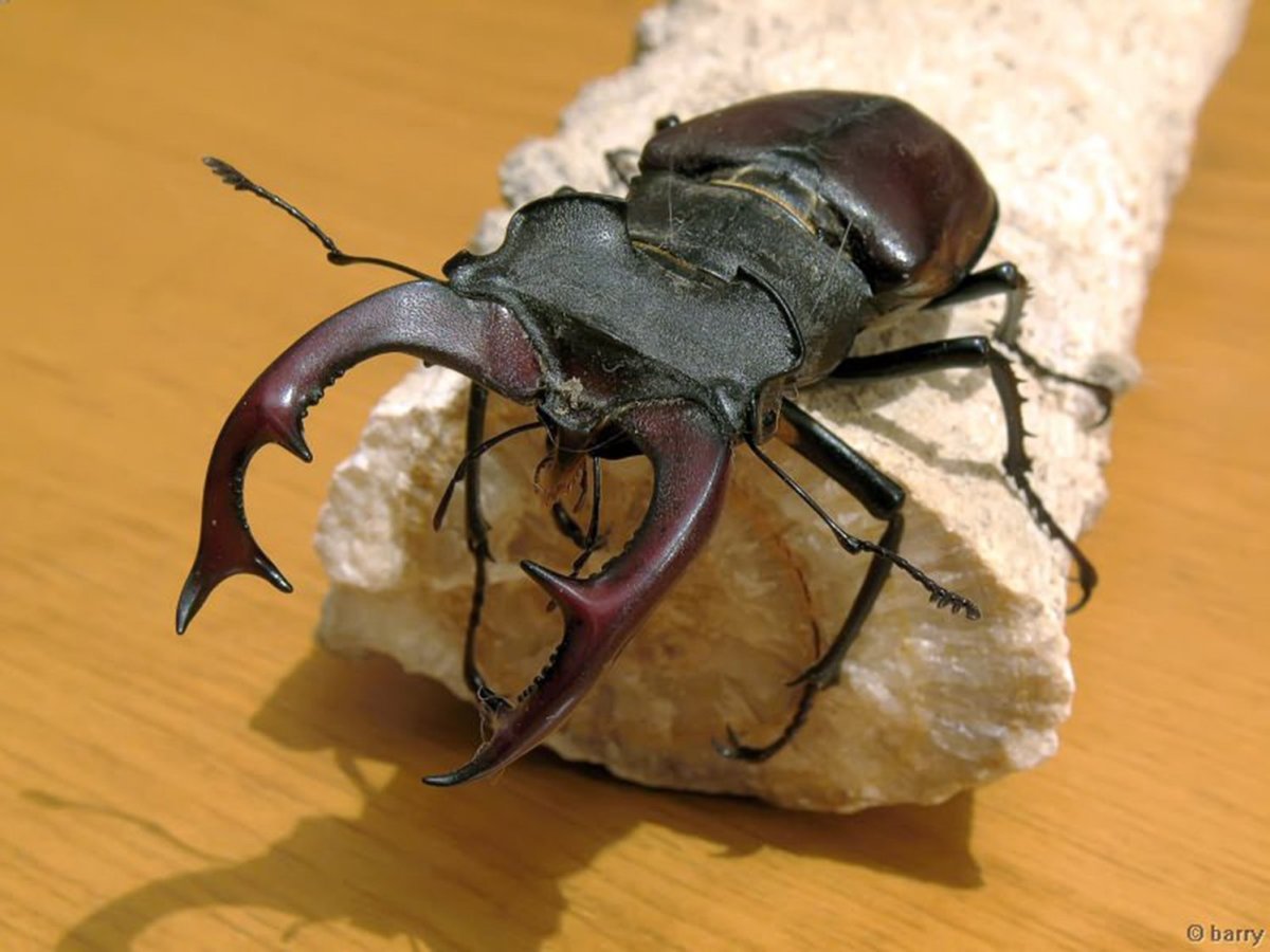 Жук Рогач с одним рогом
