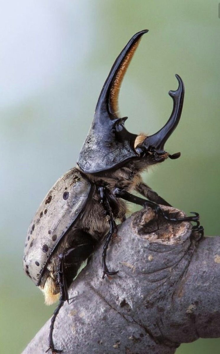 Жук Риноцерус