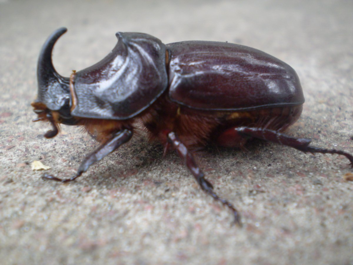 Навозный Жук носорог