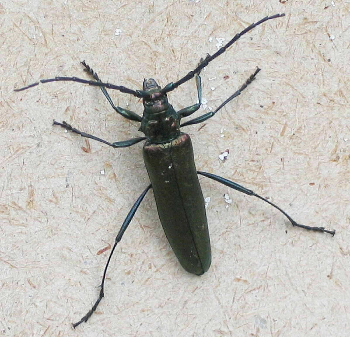 Жук с рогами на букву н