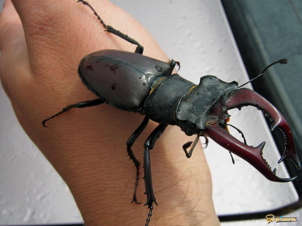 Опасный Жук Рогач