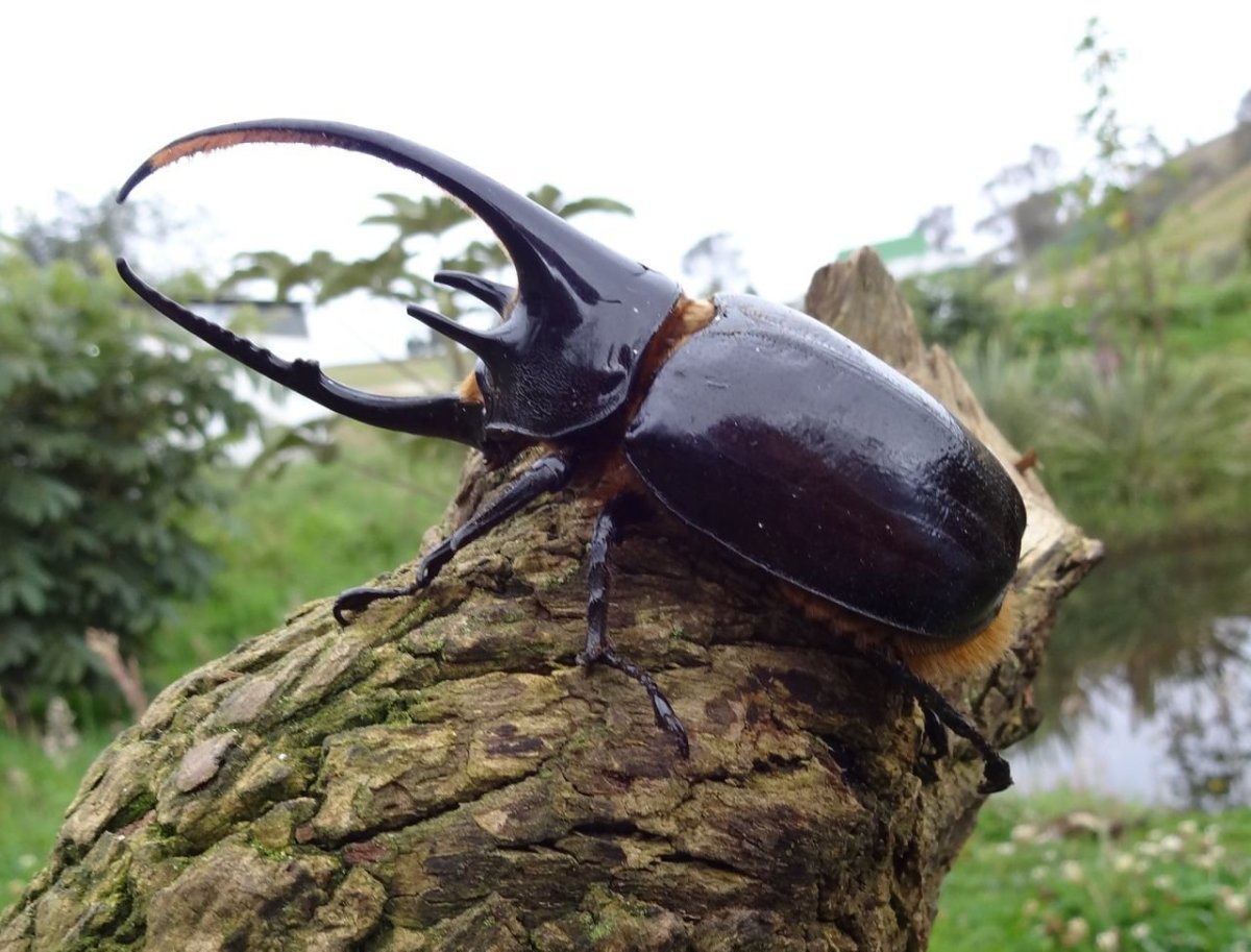 Жук носорог Геркулес