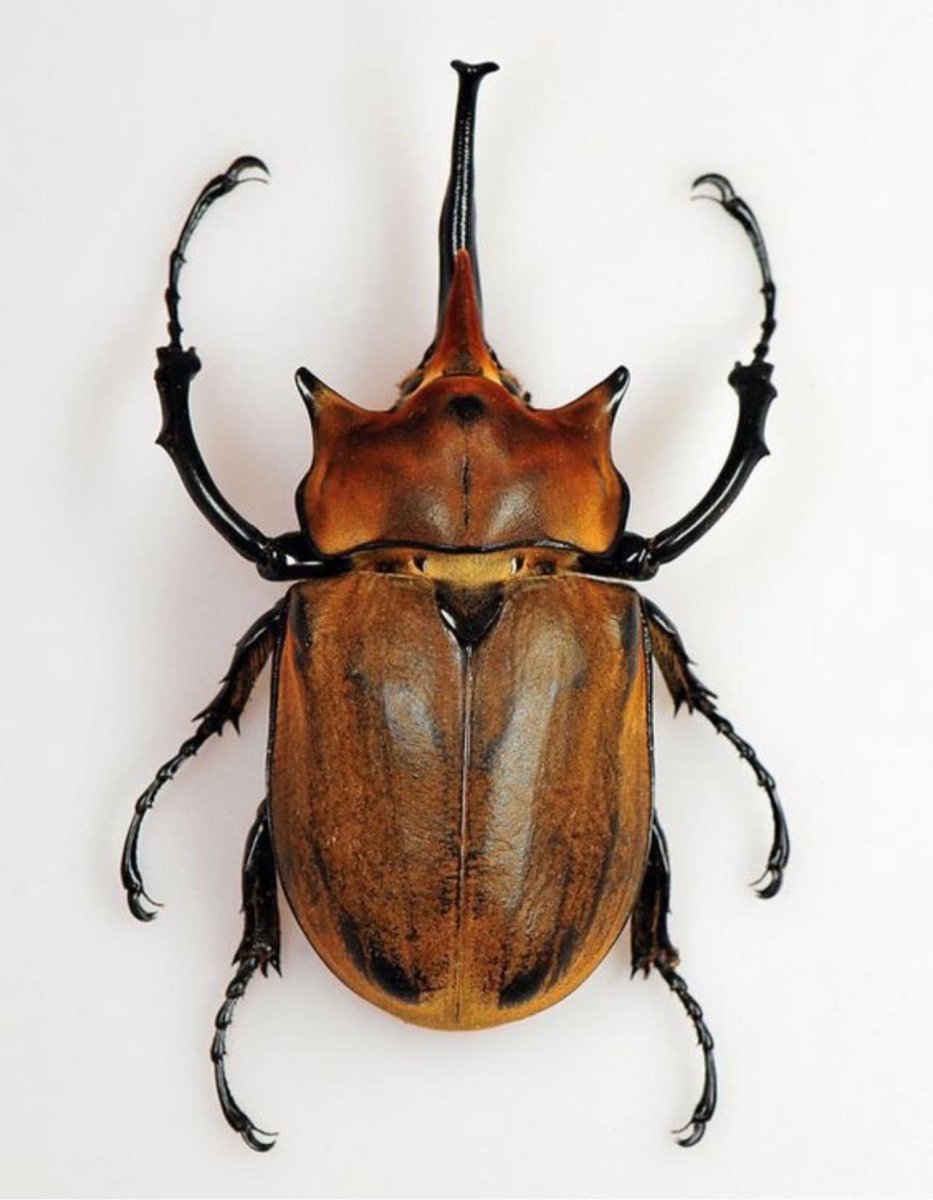 Жук Megasoma guas