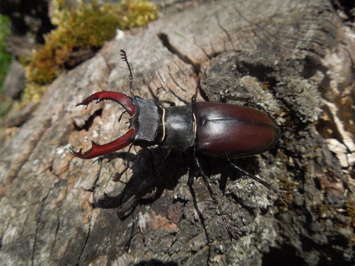 Жук олень и Жук носорог