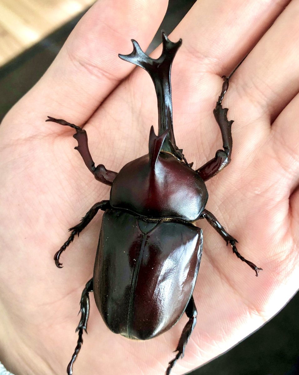 Allomyrina dichotoma