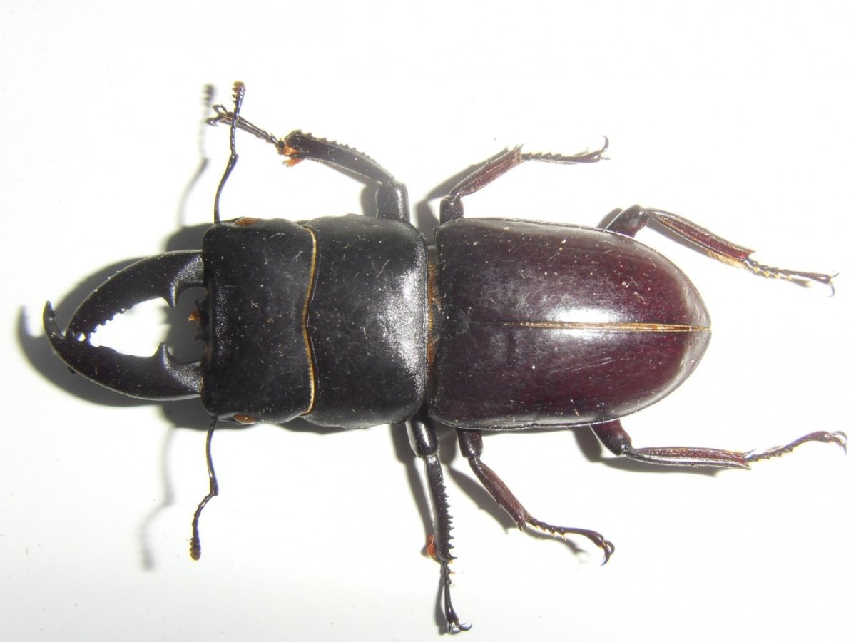 Жук олень черный