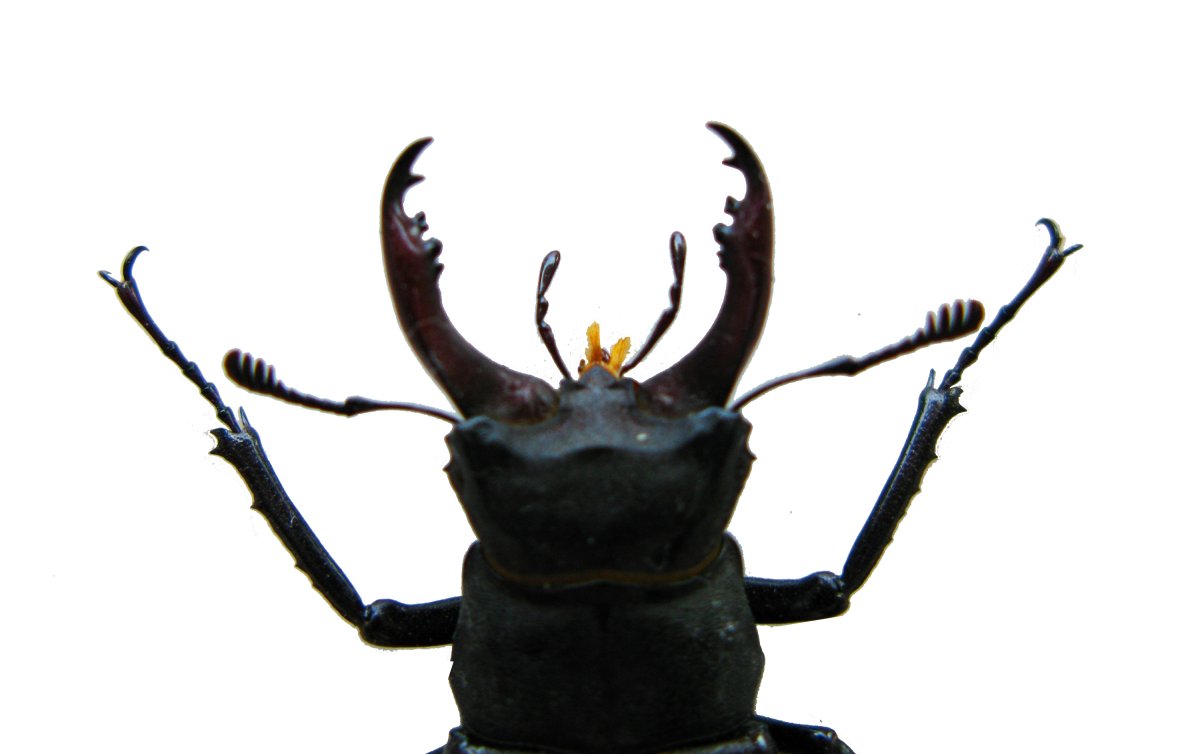 Жук с рогами