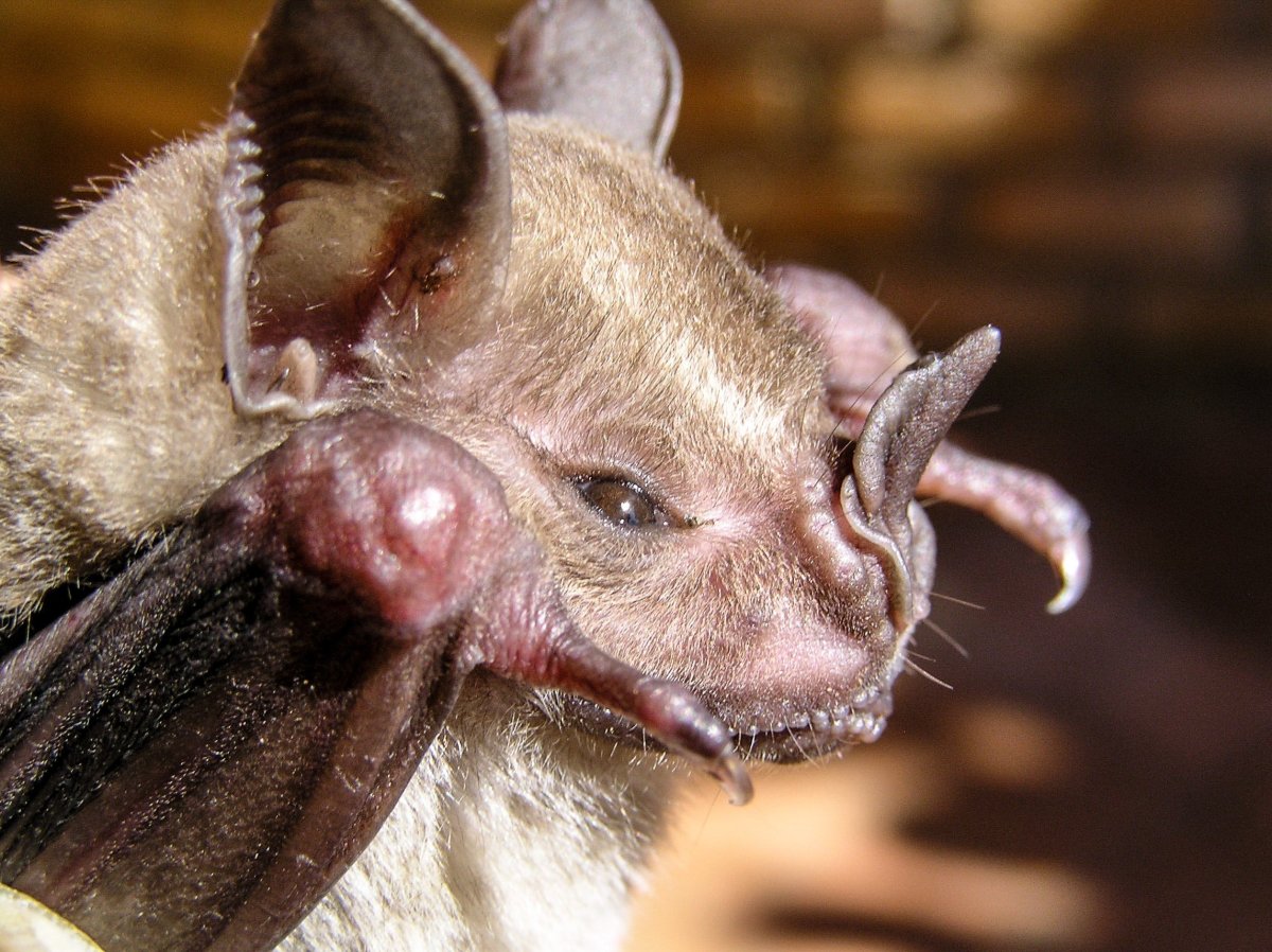 Летучая мышь Молотоголовый крылан