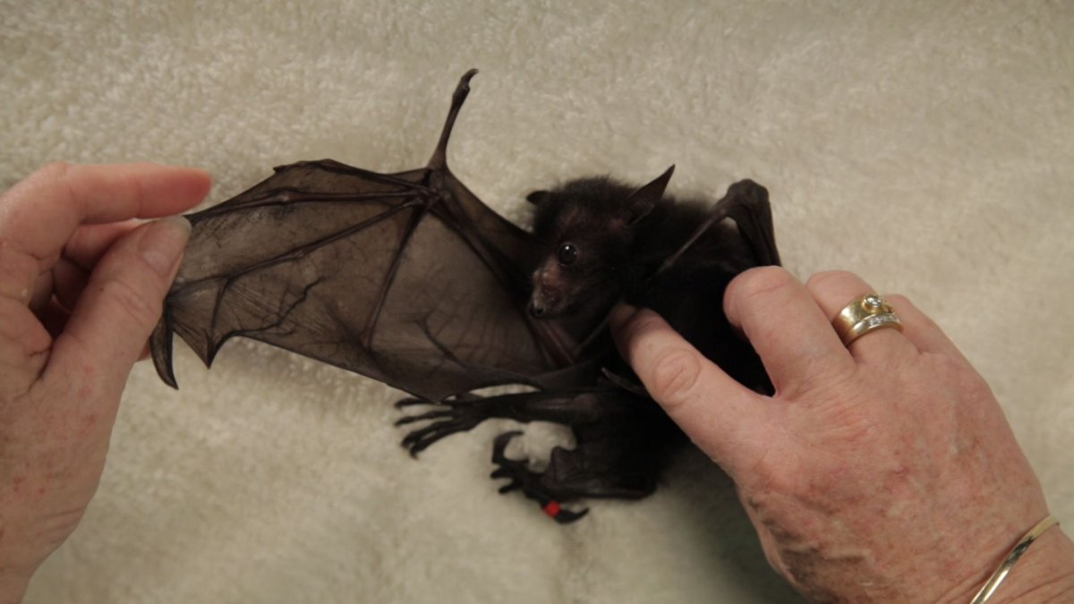 Летучая мышь в России