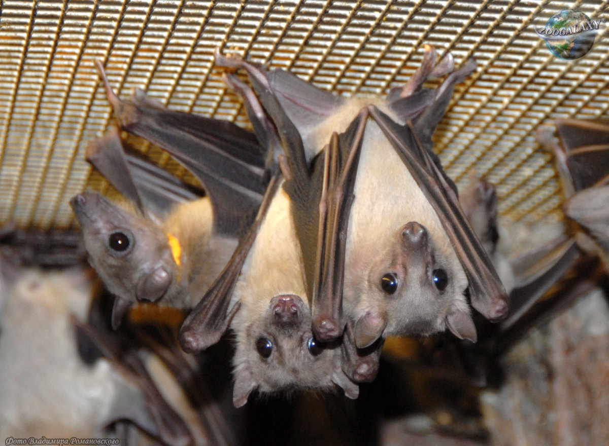 Широкоухий складчатогуб