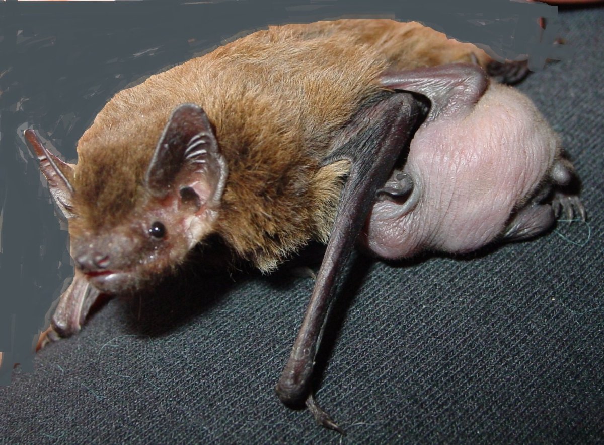 Летучие мыши новой Зеландии