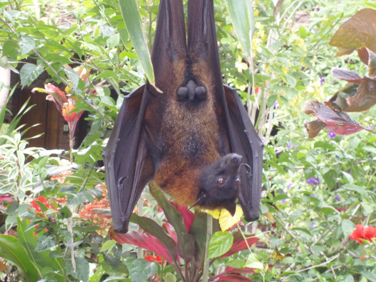Молотоголовый крылан гигантский