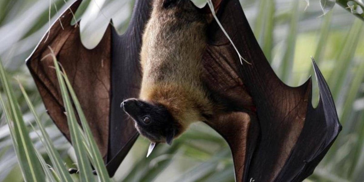 Летучая мышь Гектор Эмма