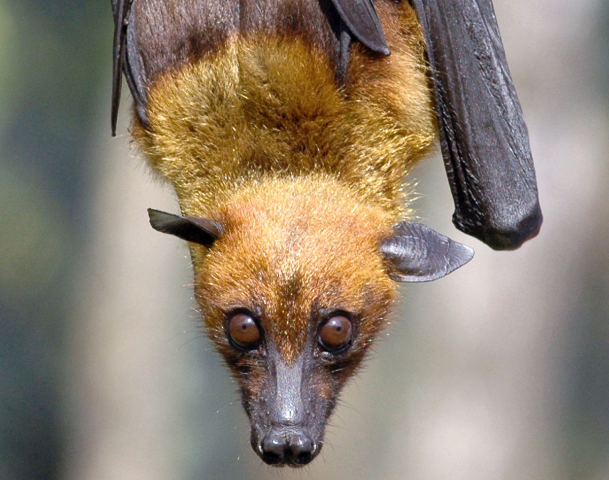 Летучая мышь Молотоголовый крылан