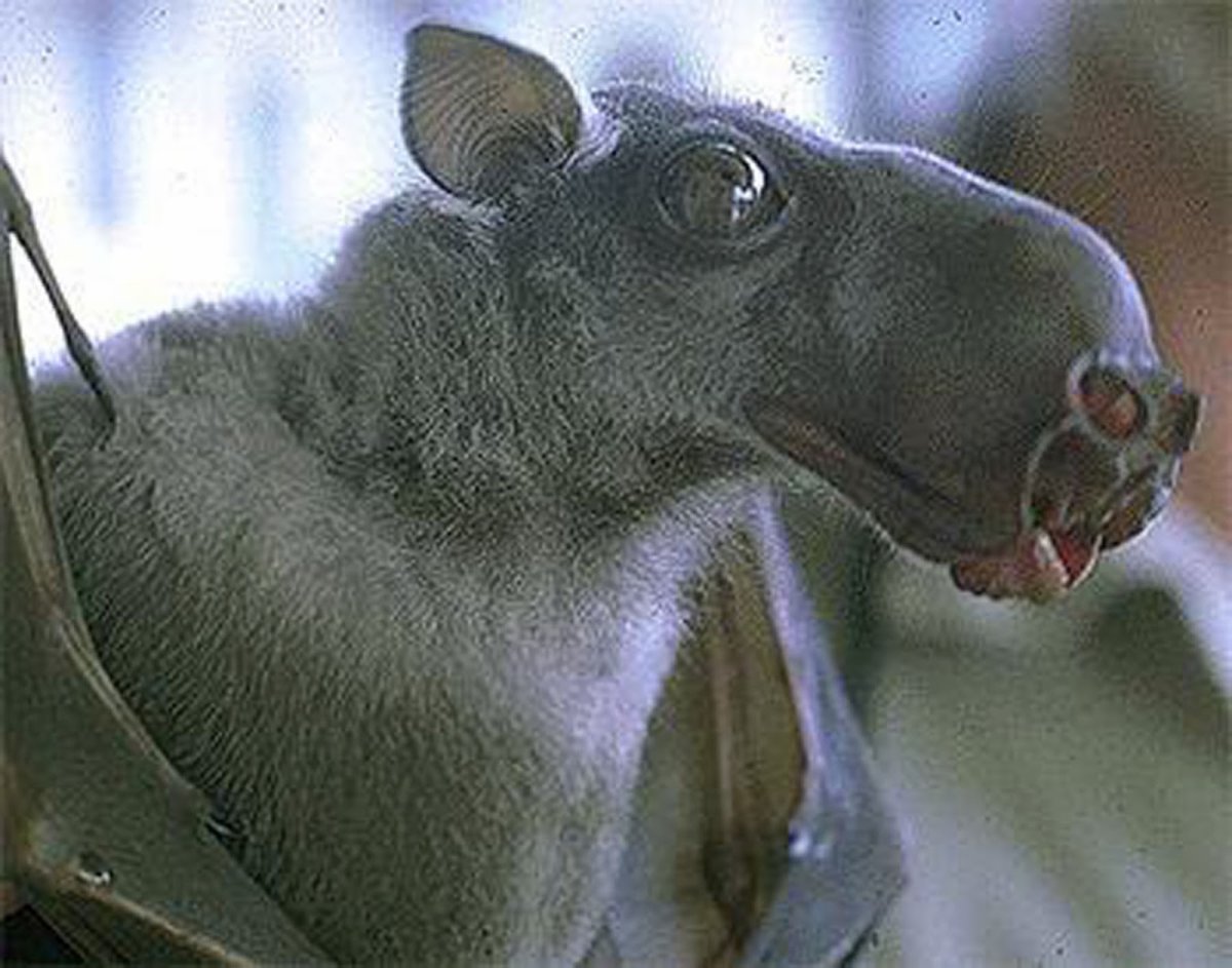 Бурый крылан