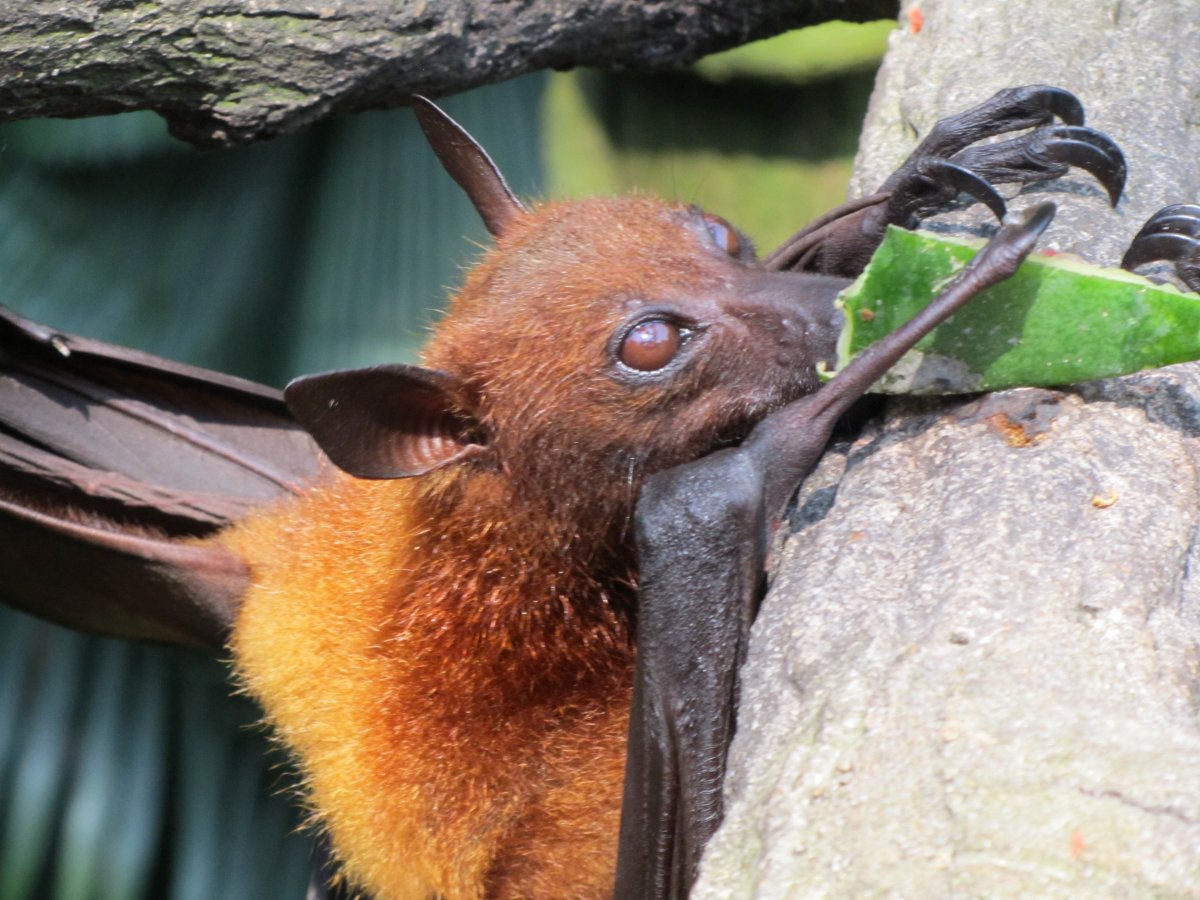 Карликовый трубконосый крылан