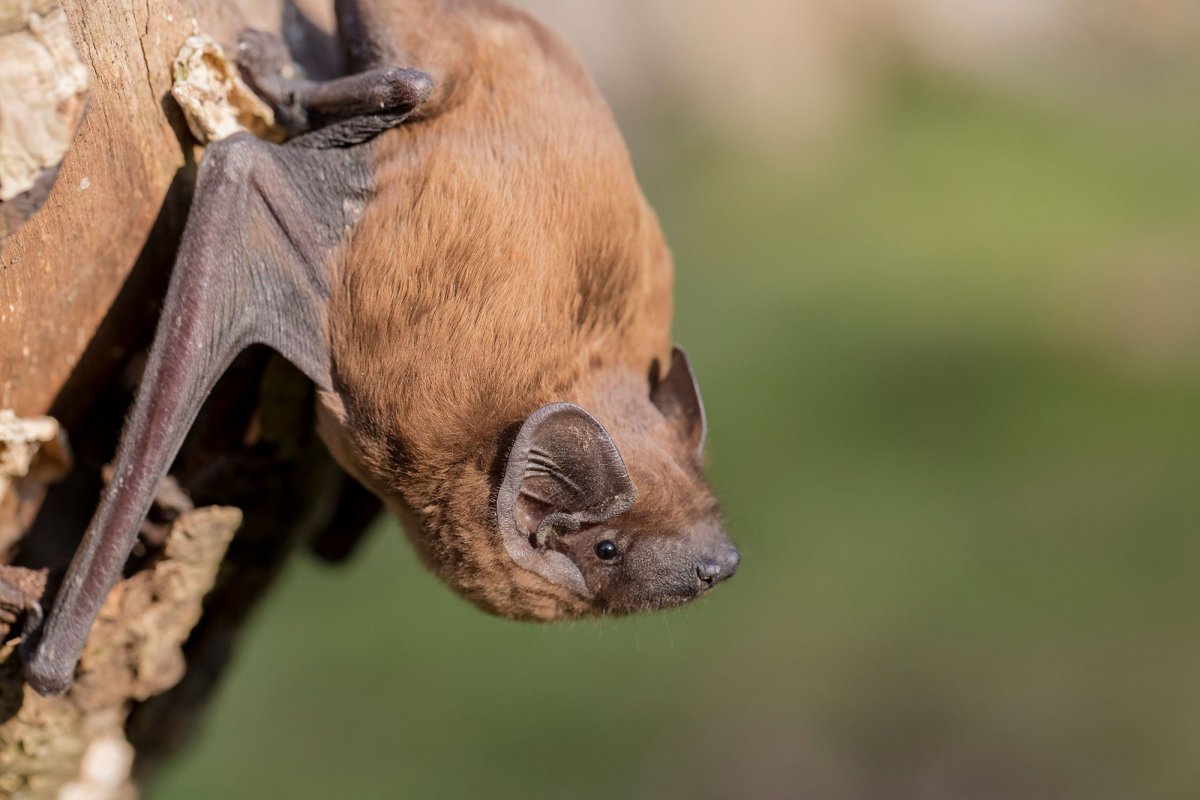 Уссурийский трубконос