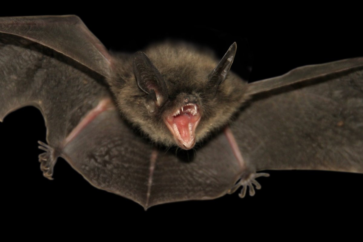 Бонинская летучая лисица