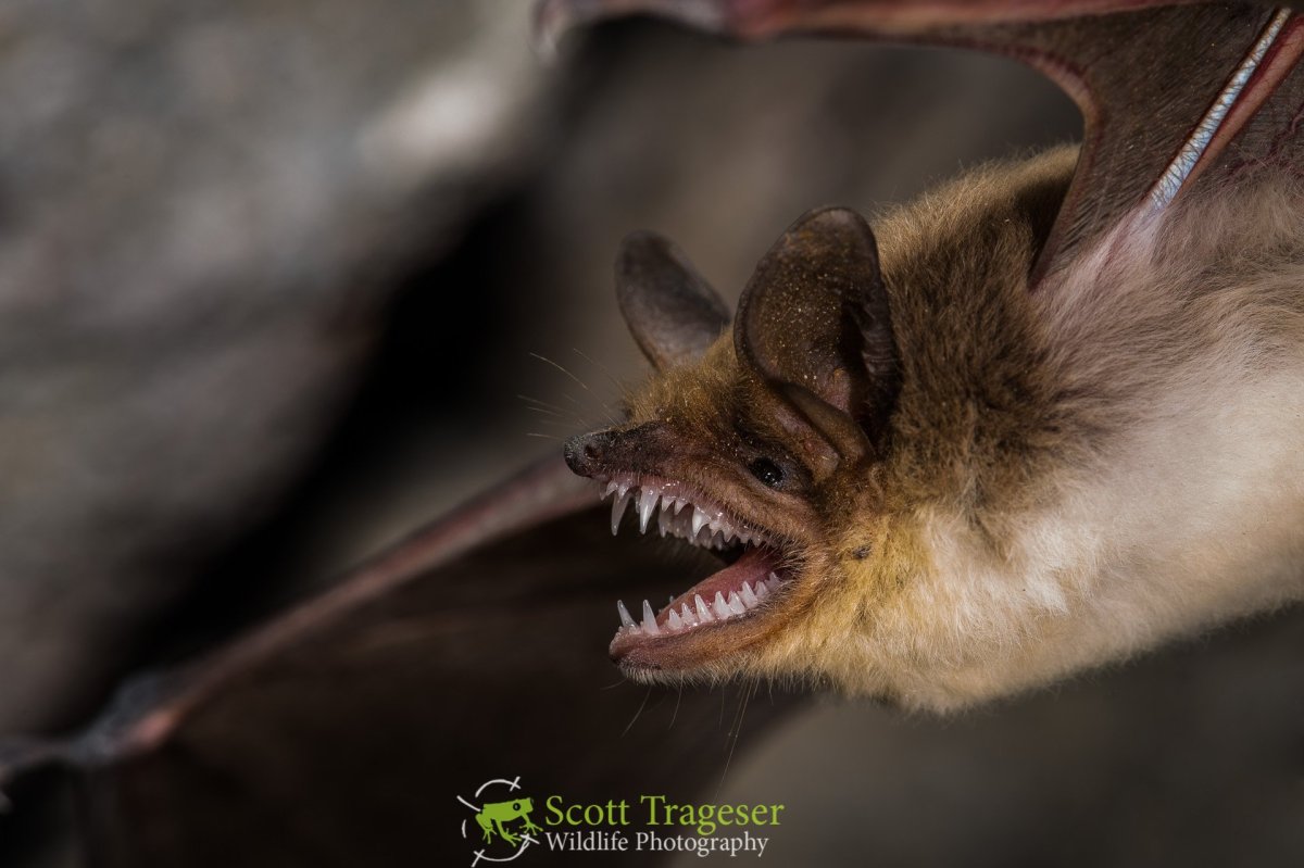 Бледный копьенос