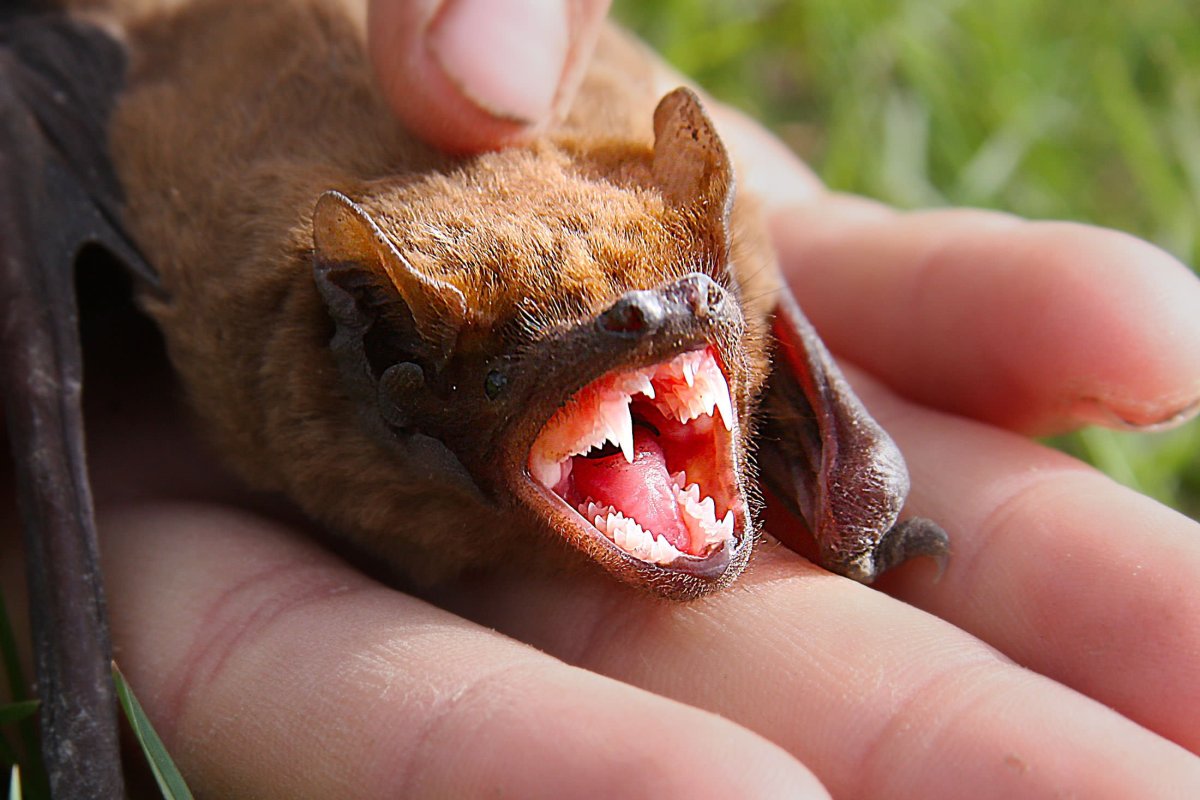 Летучая мышь милая