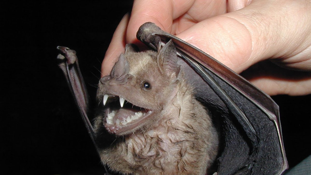 Свиноносая летучая мышь